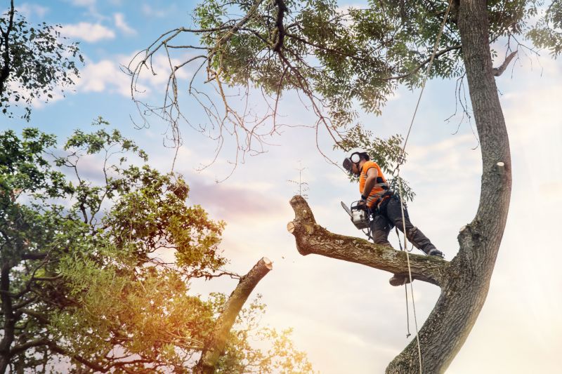 Arborists for Tree Removal